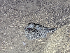 Phalaenoptilus nuttallii