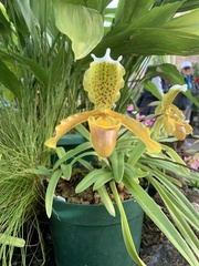 Paphiopedilum