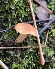 Cuphophyllus pratensis