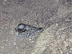 Phalaenoptilus nuttallii