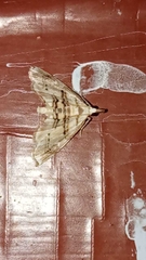 Trichophysetis cretacea
