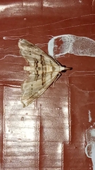 Trichophysetis cretacea