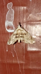 Trichophysetis cretacea