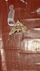 Trichophysetis cretacea
