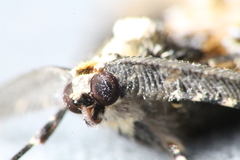 Pseudocoremia leucelaea