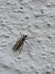Empididae