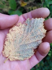 Phyllactinia guttata