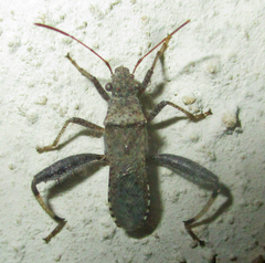 Heegeria tangirica