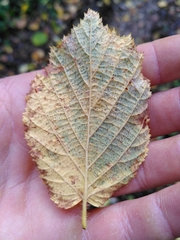 Phyllactinia guttata