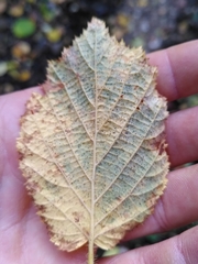 Phyllactinia guttata