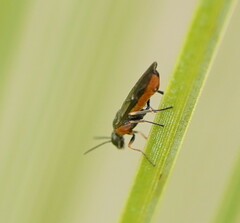 Pergidae