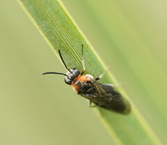 Pergidae