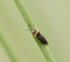 Pergidae