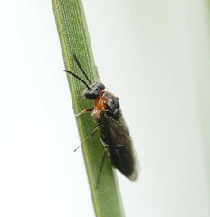 Pergidae