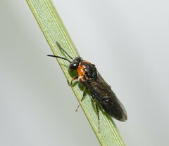 Pergidae