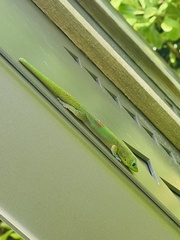 Phelsuma laticauda laticauda