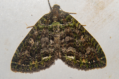 Austrocidaria similata