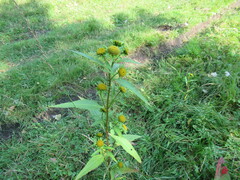 Bidens radiata