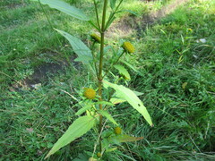 Bidens radiata
