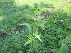 Bidens radiata