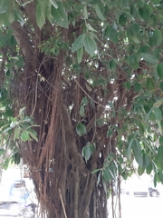 Ficus benghalensis