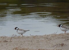 Thinornis cucullatus