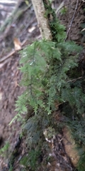 Thuidium tamariscinum