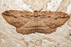 Austrocidaria