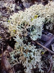 Pulchrocladia retipora