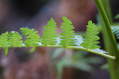Pteridium aquilinum capense