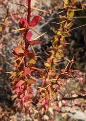 Berberis holstii