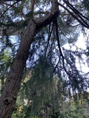Cedrus atlantica