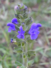 Salvia verbenaca
