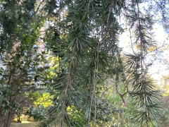 Cedrus atlantica