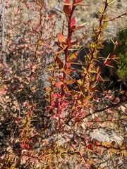 Berberis holstii