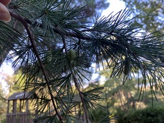 Cedrus atlantica