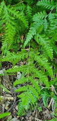 Pteris macilenta