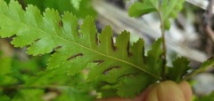 Pteris macilenta