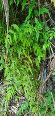 Pteris macilenta