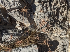 Cyperus conglomeratus