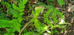 Pteris macilenta