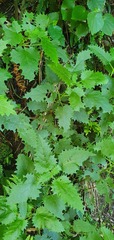 Urtica ferox