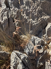 Cyperus conglomeratus