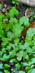 Hydrocotyle heteromeria