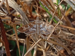 Sameodes cancellalis