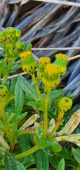 Senecio lautus