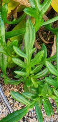 Senecio lautus