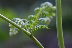 Pteridium aquilinum capense