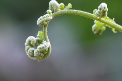 Pteridium aquilinum capense