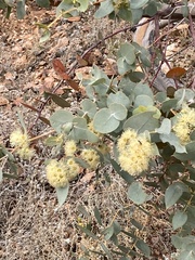 Eucalyptus gillii